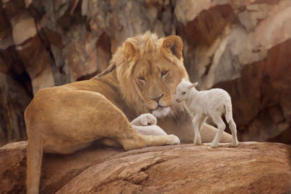 A lion lying down with 2 lambs - photo by KristiLinton iStock