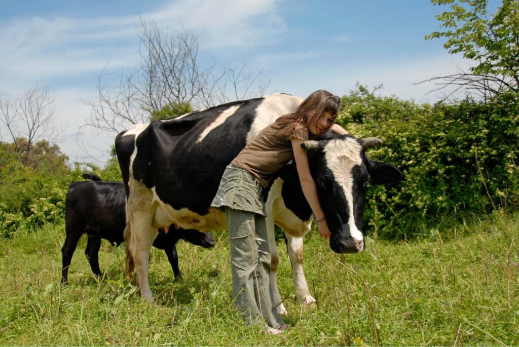 A young girl hugging a cow with her calf in a field - cynoclub - iStock