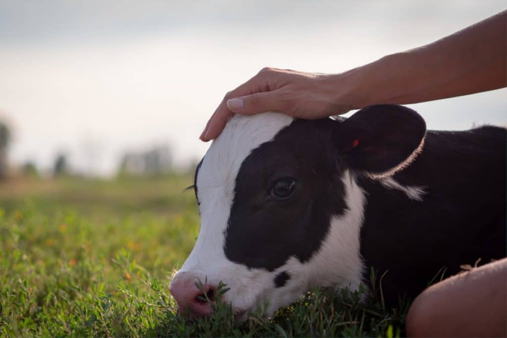Young calf being stroked in a green field - photo by hquality from AdobeStock 1200x800