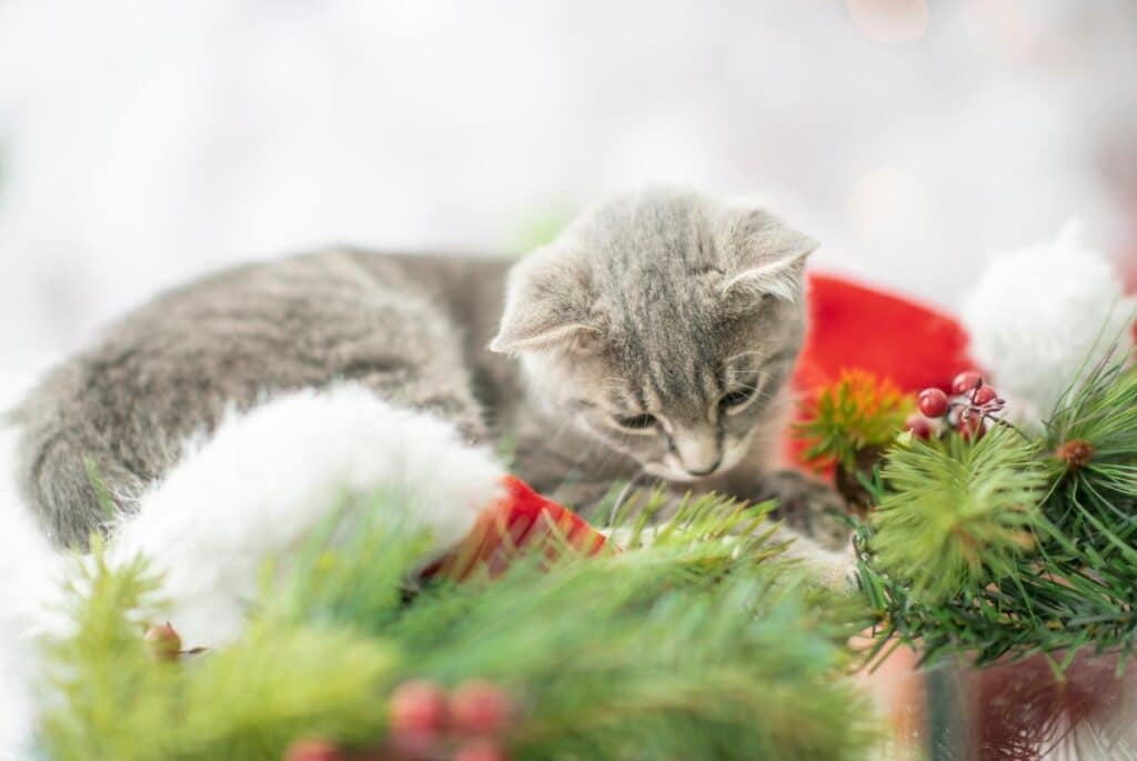 Grey kitten with Christmas decorations - FatCamera from Getty Images Signature