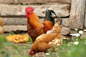 Rooster and hen in nature - Pixabay