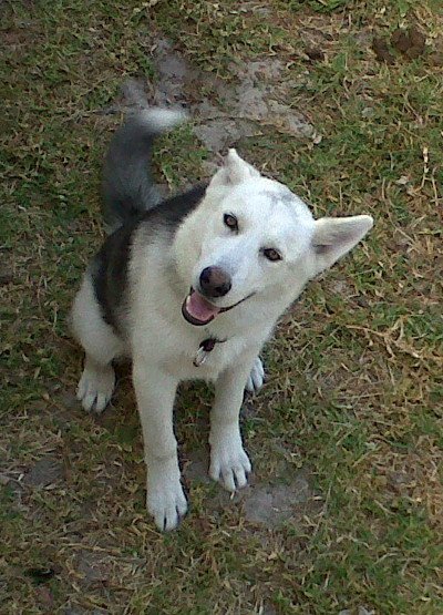 Alpha, the backyard husky