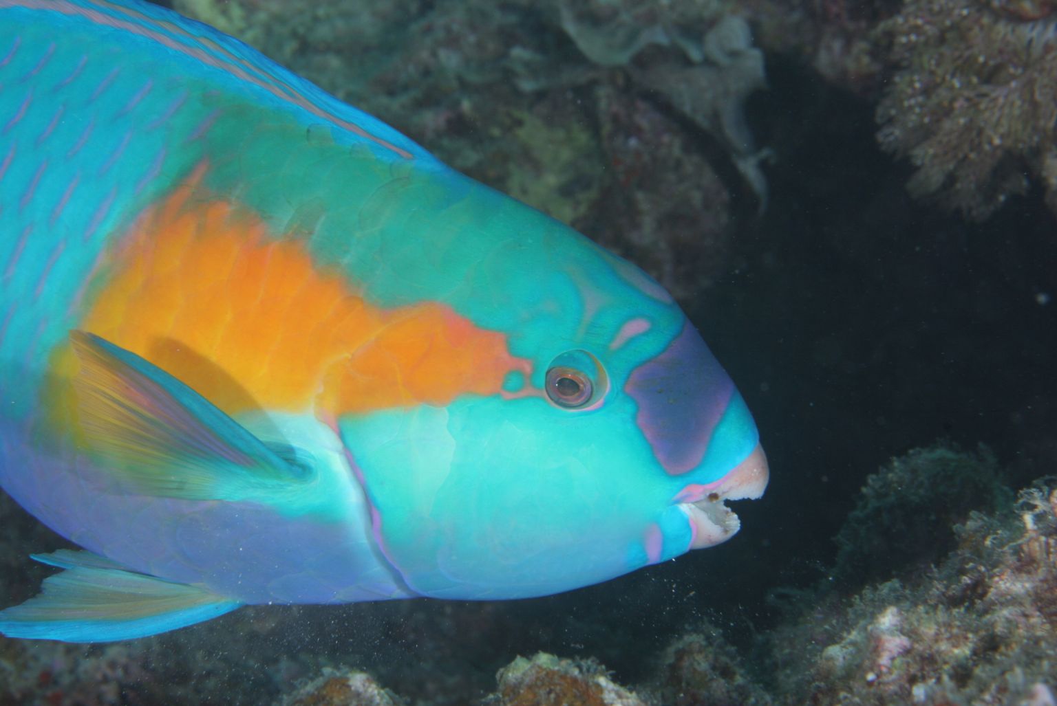 Fish Exploited for Food Suffer Like Mammals and Birds 2 Blue and orange Parrot fish