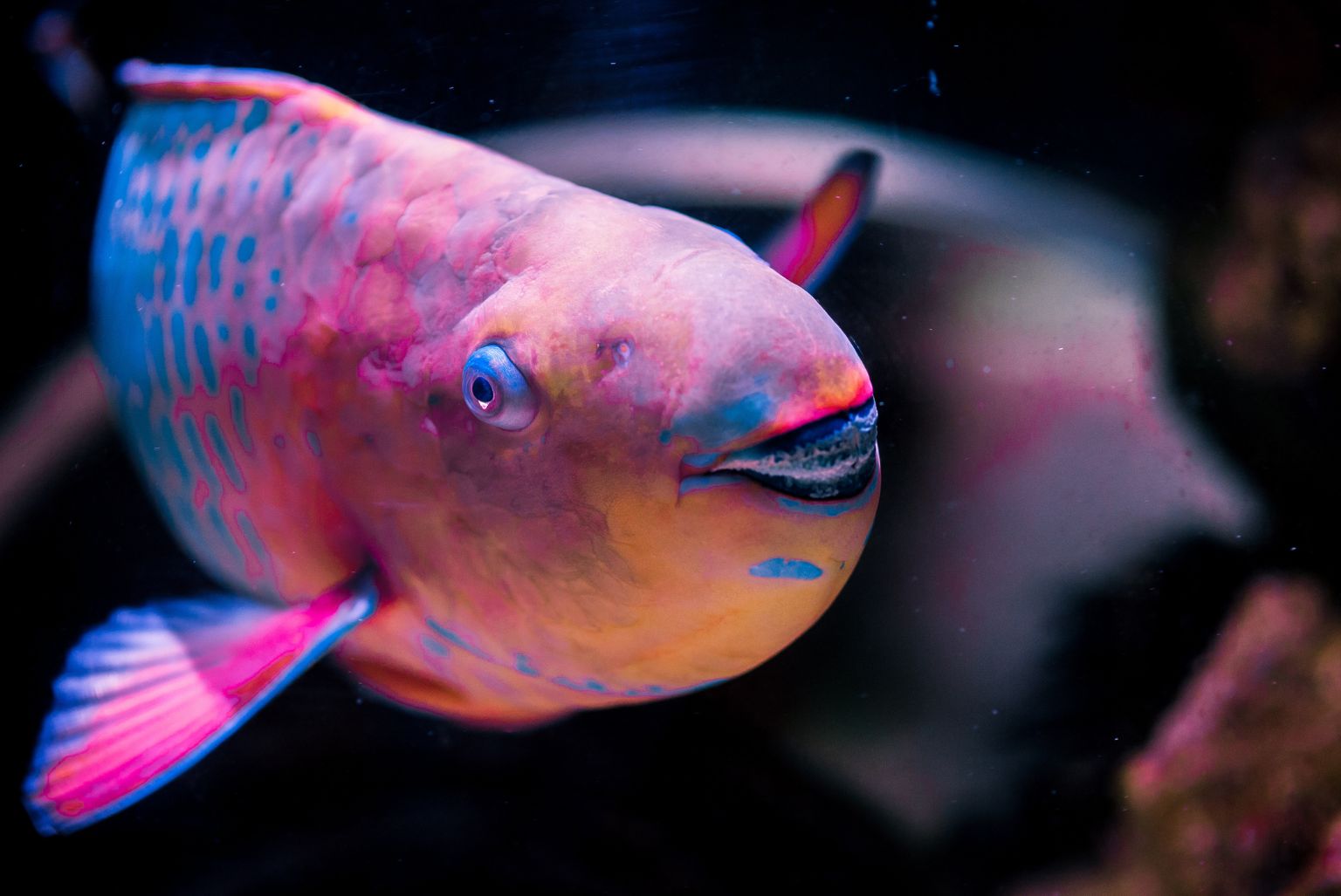 Fish Exploited for Food Suffer Like Mammals and Birds 8 Orange, pink and blue fish