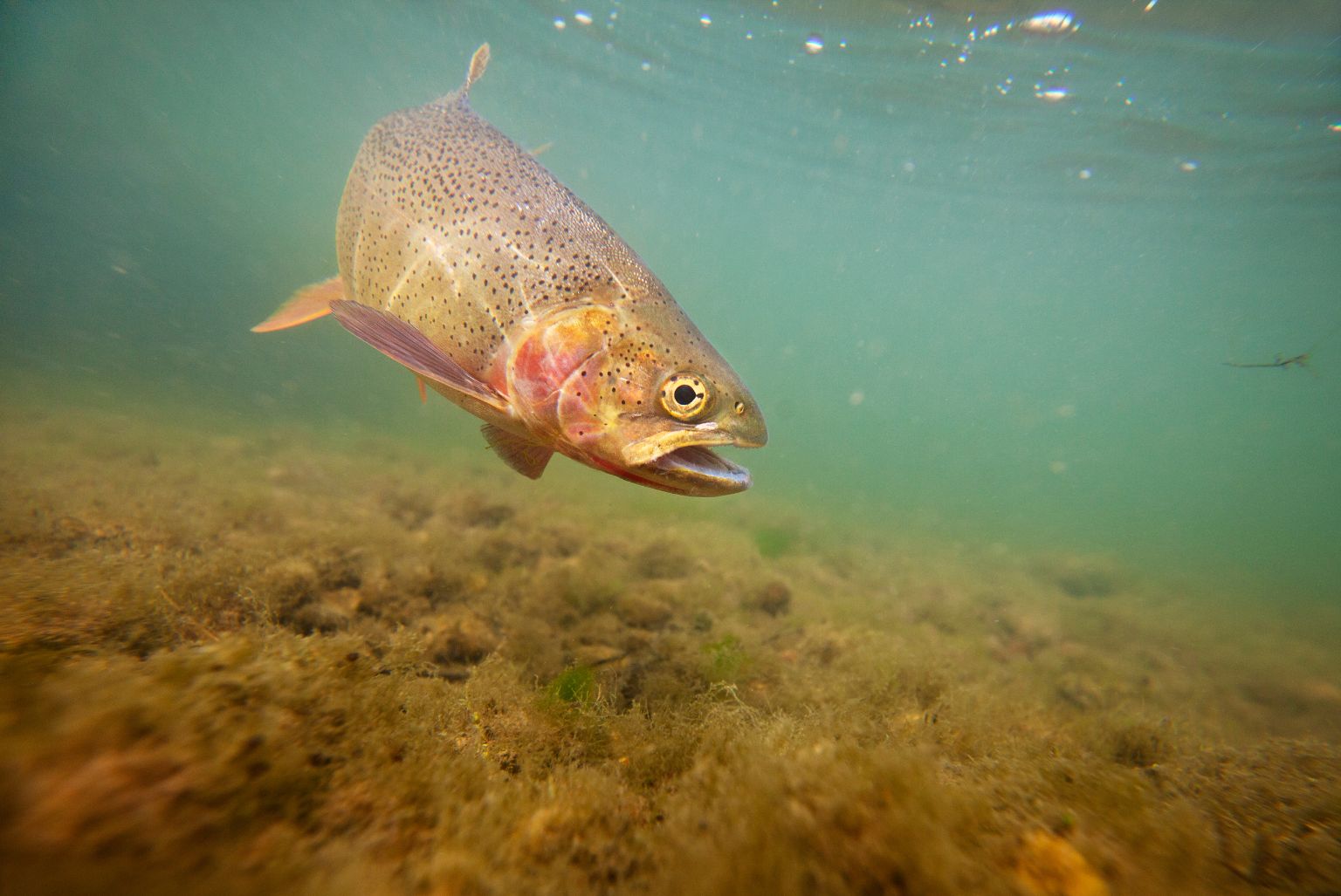 Fish Exploited for Food Suffer Like Mammals and Birds 9 Trout