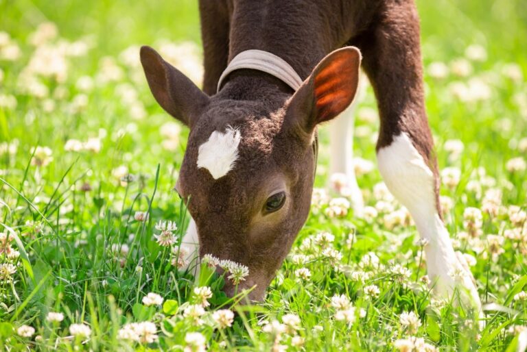 A calf in green field - Oleh - AdobeStock