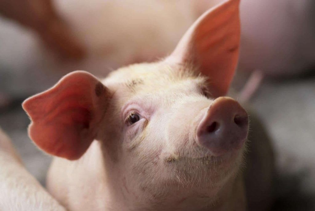 Sanctuaries Teach Us What Farms Can’t 2 Beautiful pig - Krumanop - AdobeStock