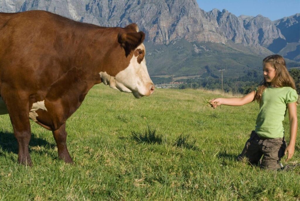 Girl and cow in the mountains