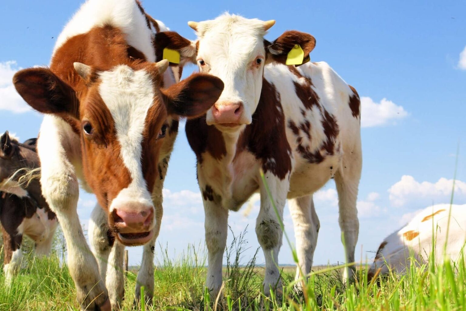 Two cows in a field - Zeljko Radojko | AdobeStock