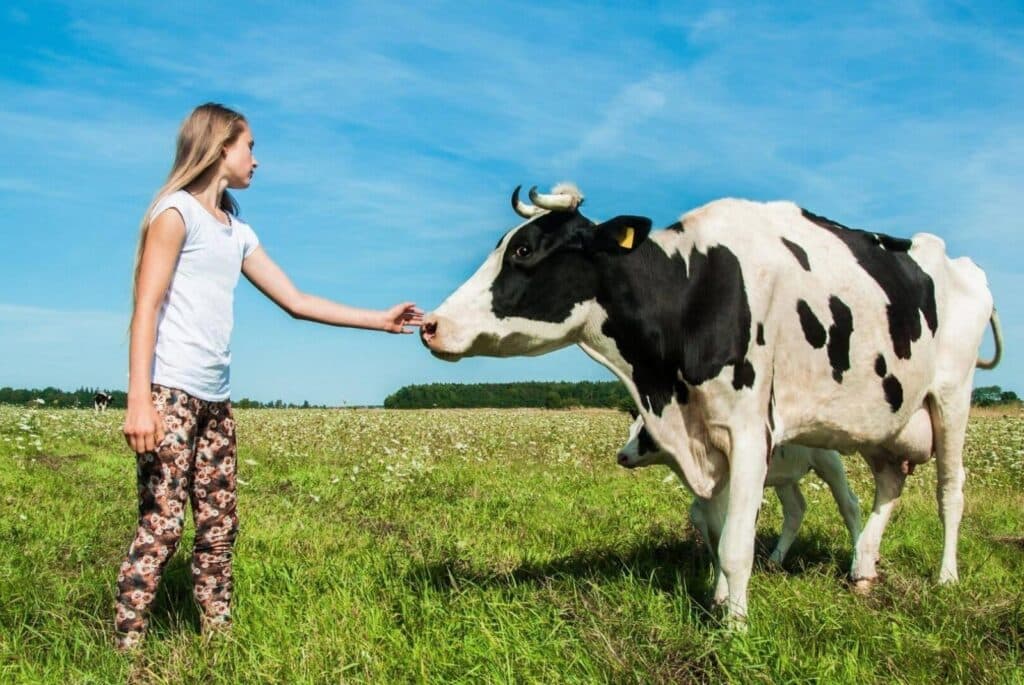 A woman reaching out to a cow in a green field
