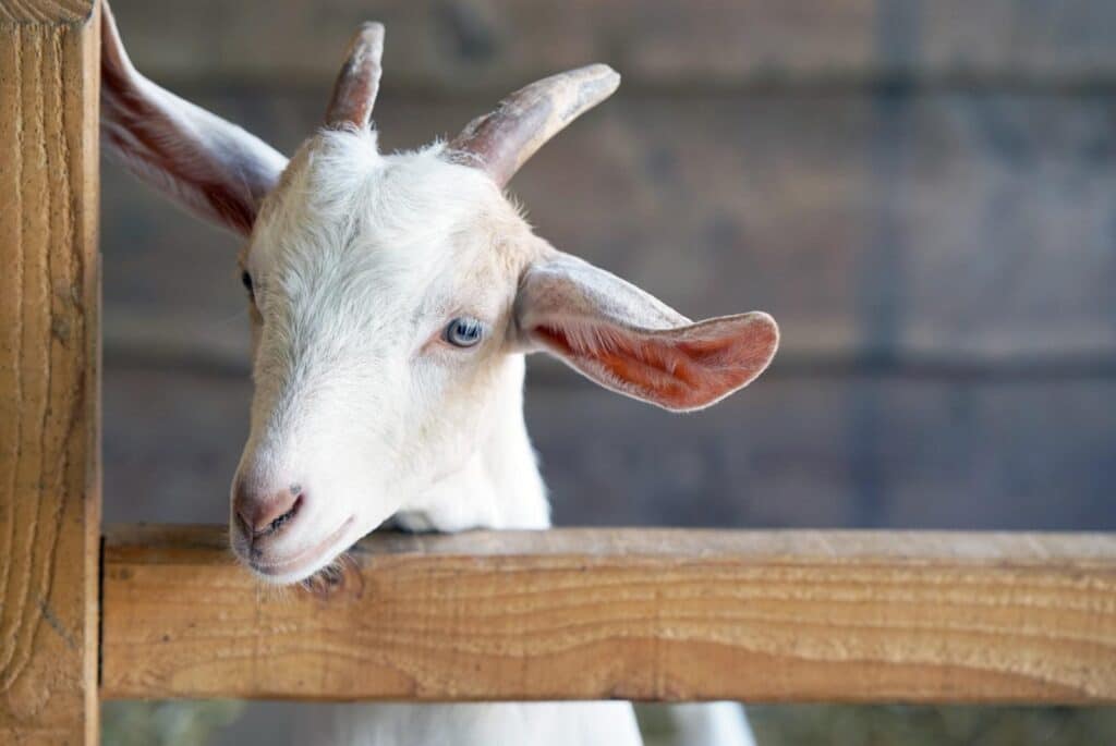 Beautiful white goat in a stall - Igor Vershinsky | iStock