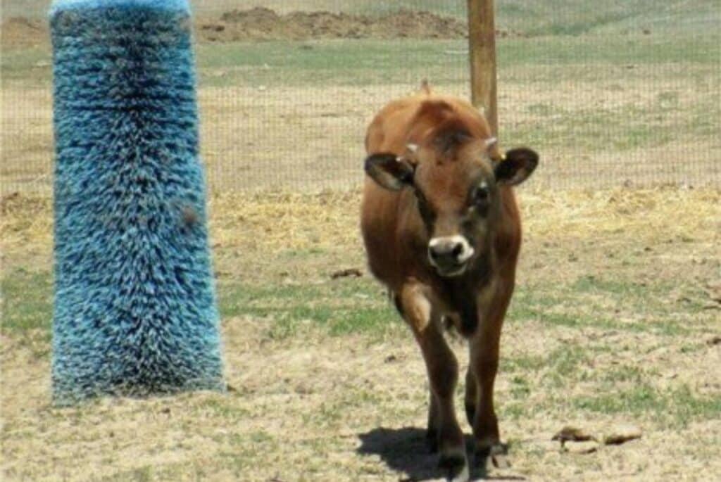 Clifford-calf-Peaceful-Prairie-Sanctuary