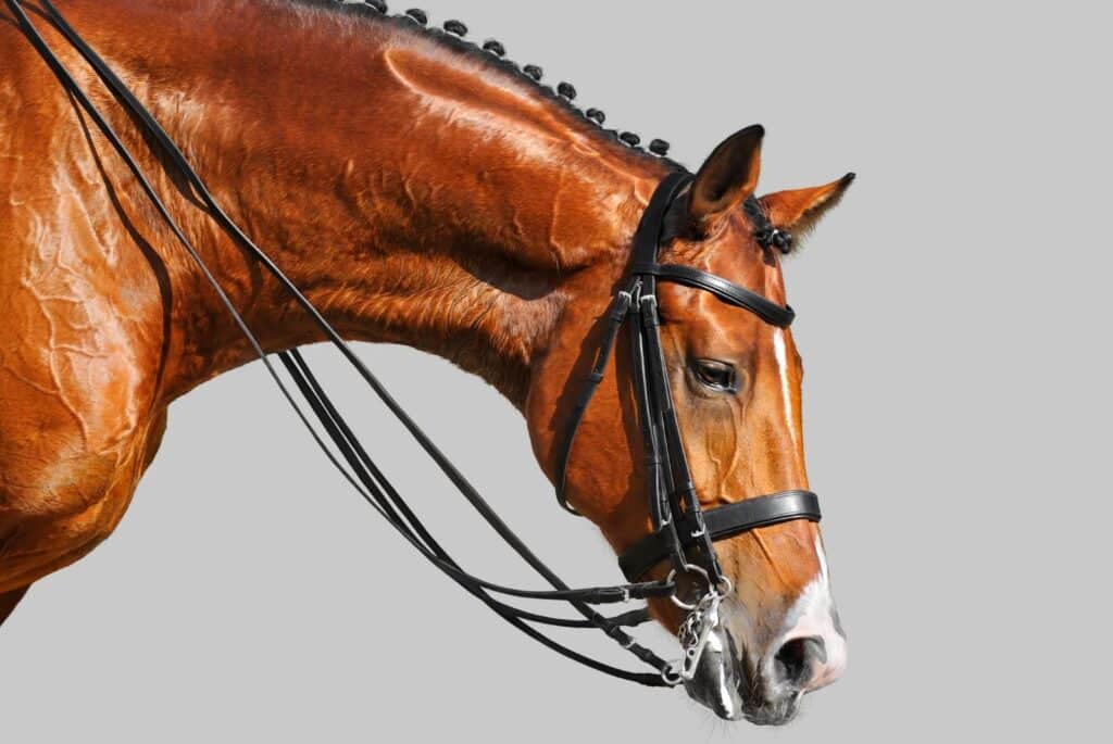 Dressage horse - Kseniya Rimskaya from Getty Images