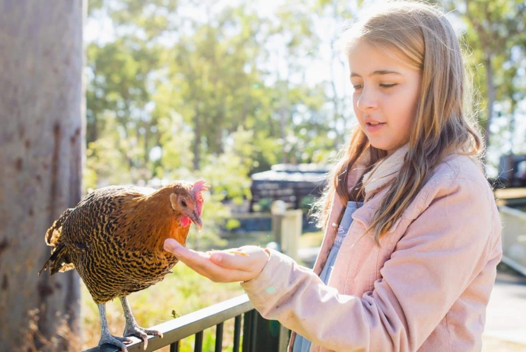 The Microsanctuary Revolution – For Rescued Farmed Animals 2 Girl feeding backyard hen - Thurtell - Getty Images Signature