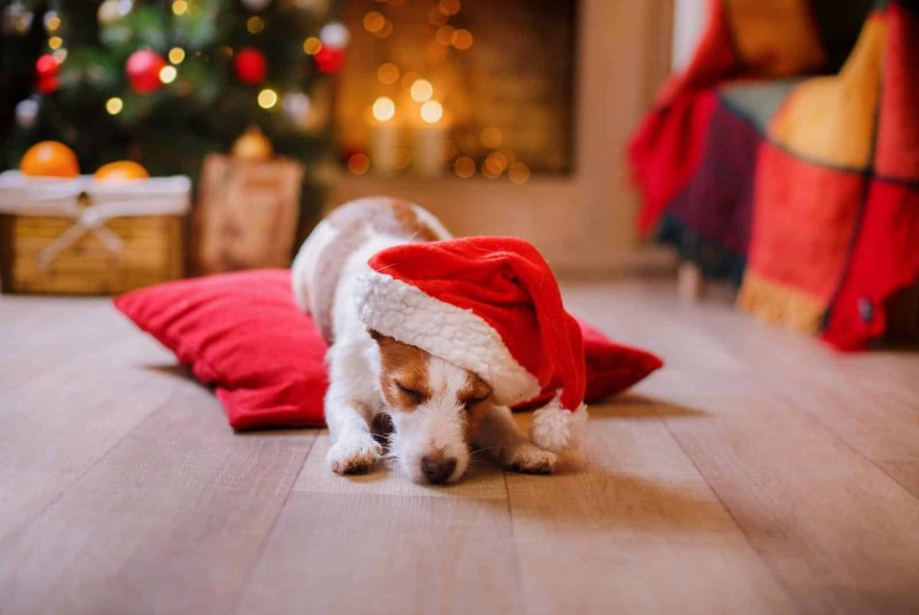 Jack Russell Terrier asleep in a Christmas hat - Anna Averianova - Getty Images