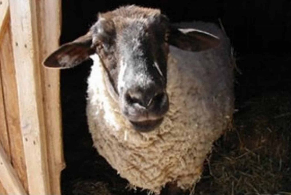 Portrait of Marcie … A Beautiful Soul at Peaceful Prairie Sanctuary 2 Marcie at Peaceful Prairie Sanctuary