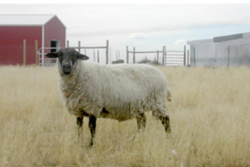 Marcie - happy at Peaceful Prairie Sanctuary