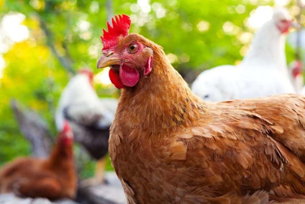 Portrait of a red hen - dundanim | 123RF
