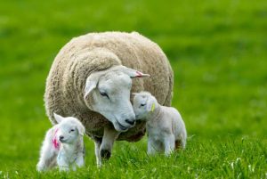Sheep and her two lambs. Photo by Anney AdobeStock