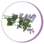 Perfect Period. catnip