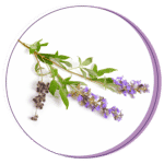 Perfect Period. chaste tree berry