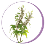Perfect Period. motherwort