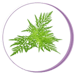 Perfect Period. ragweed