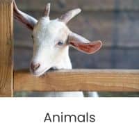 Click here to read articles related to animals