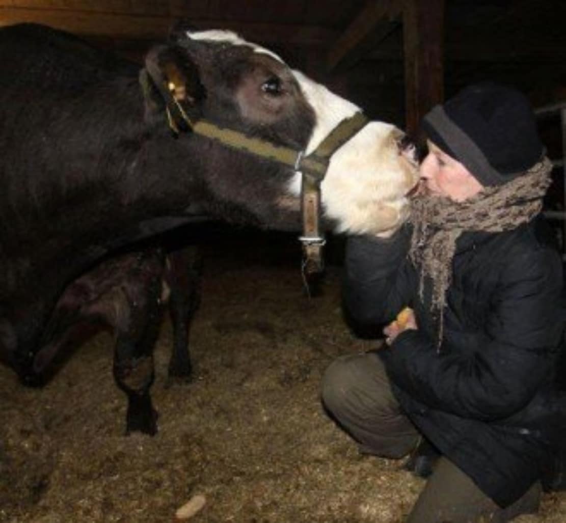 Gisela arrives at the sanctuary. Photo © Karin Muck, Stiftung Hof Butenland.