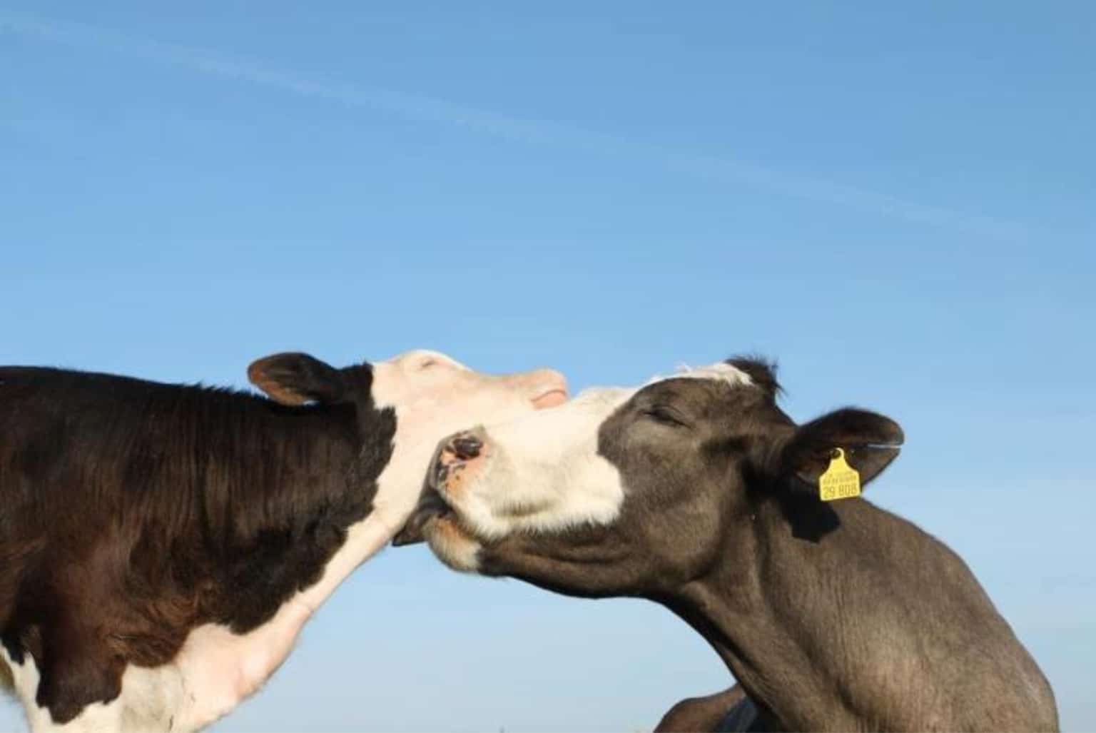 Gisela caring for Mattis. Photo © Karin Muck, Stiftung Hof Butenland.