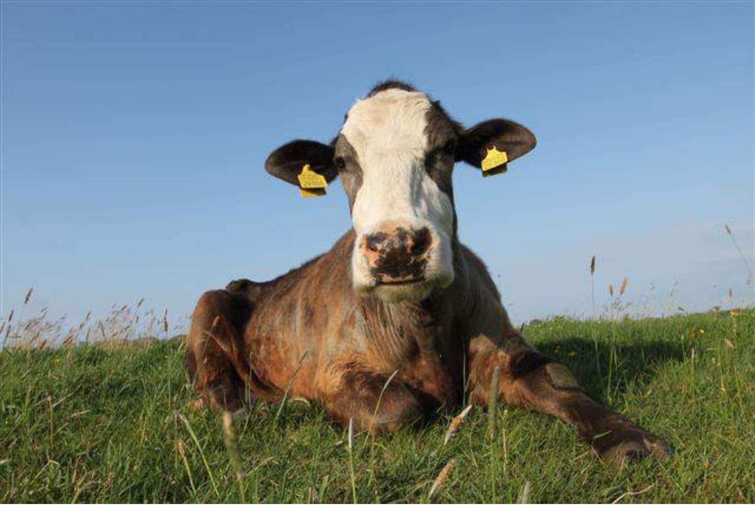Gisela loved and safe. Photo © Karin Muck, Stiftung Hof Butenland.